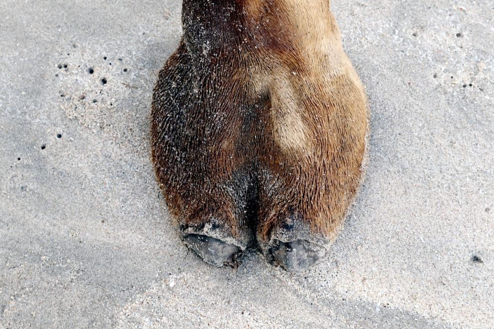 Dette dyret var borte i 110 år – nå er det tilbake