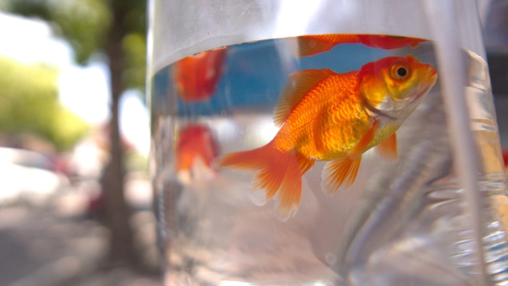 fish i clear plastic bag