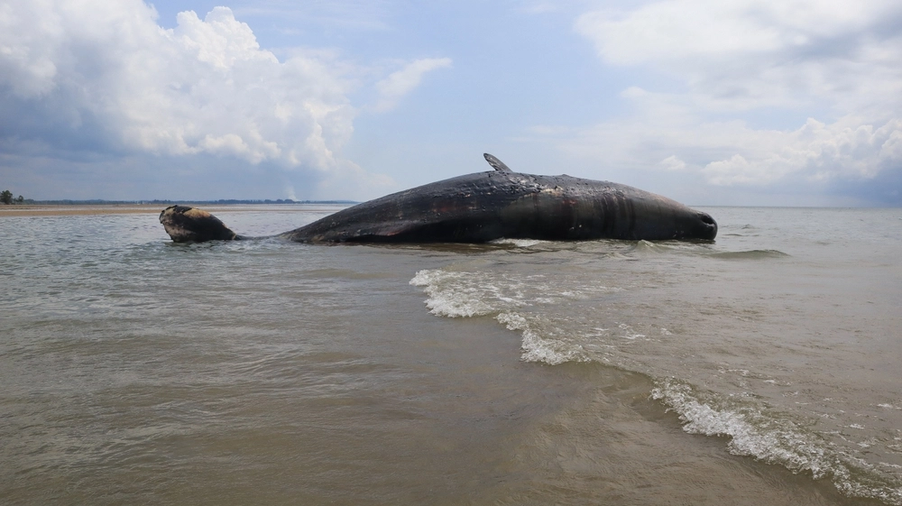 Chokerende syn: 4 kaskelothvaler strandet