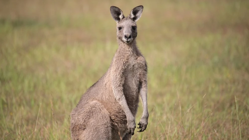 kangaroo