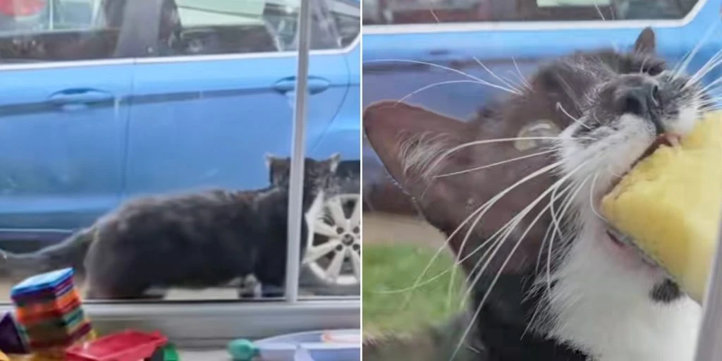 Kvinde tvunget til at undskylde overfor naboer: Gik op for hende, hvad kat blev ved med at stjæle