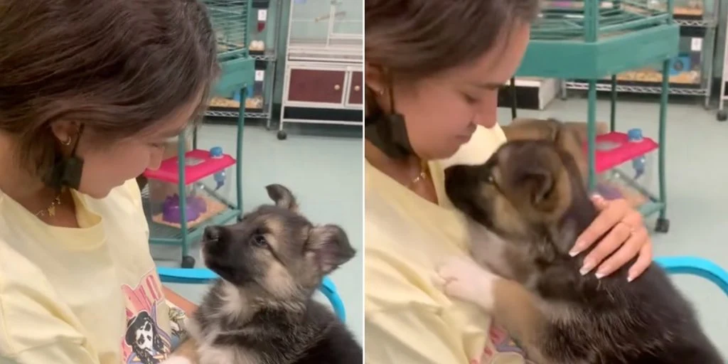 Hundehvalp blev adopteret fra internat: Hvad den gjorde som det første, har fået millioner af hjerter til at smelte