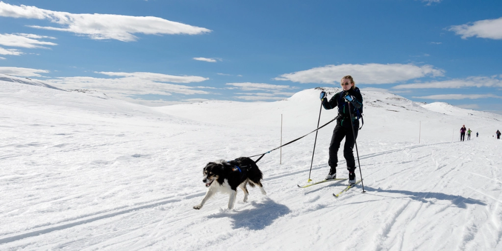 Mange hundeeiere overser denne faren i påskefjellet