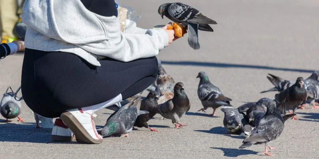 Varför du aldrig ser duvungar – och var de faktiskt är