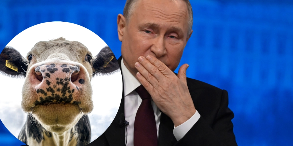 Putin cow