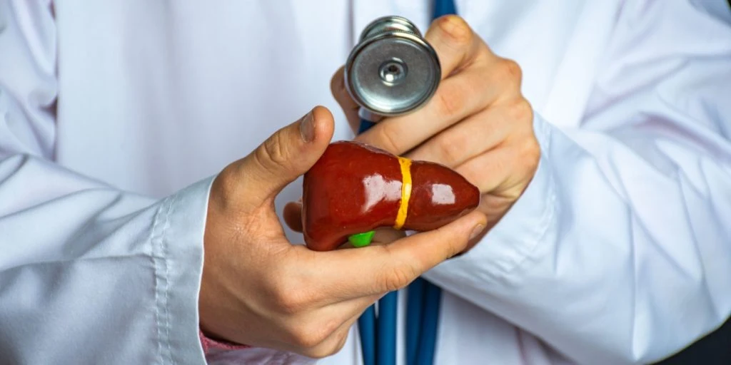 Doctor holding anatomical model of human liver in his hand and directs by stethoscope