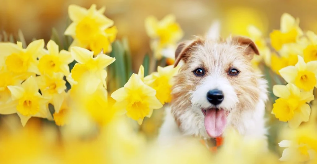 Varning till djurägare – populär vårblomma är giftig för husdjur