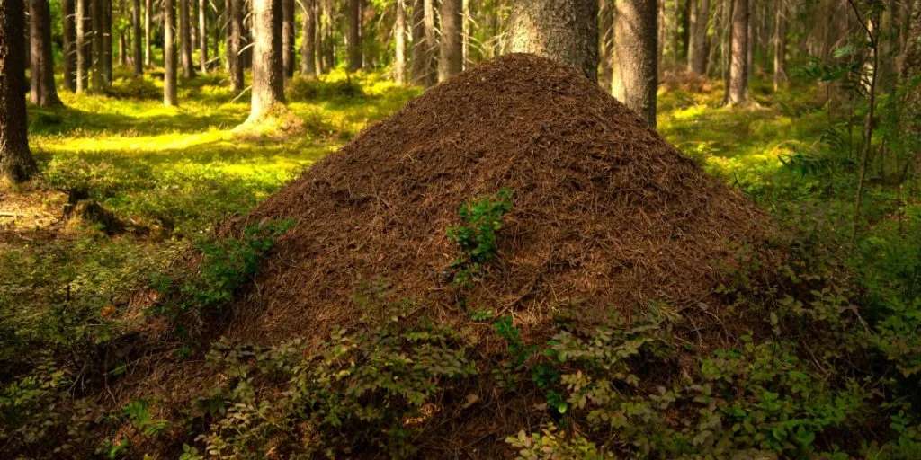 Ant hill anthill