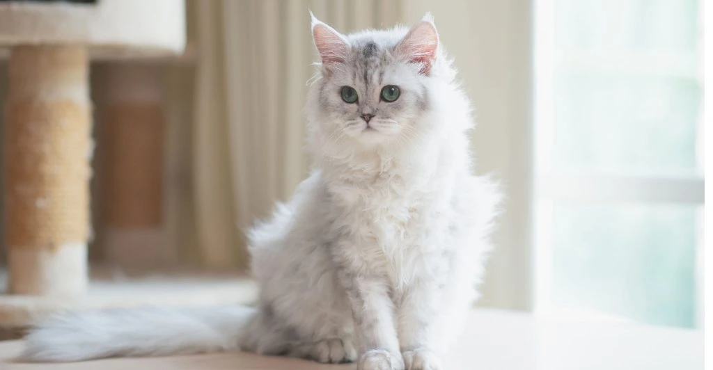 Veterinären varnar: dessa populära katter kan få stora hälsoproblem