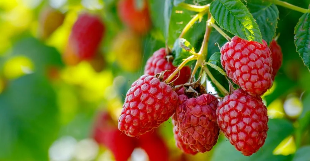 Plantera aldrig hallon bredvid denna växt – skörden kan försvinna