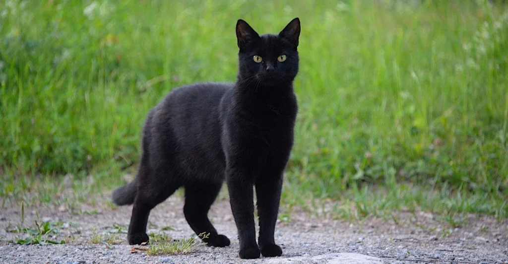 Black cat