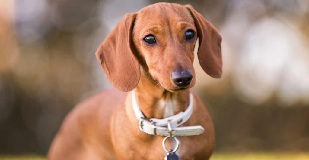 Hundexperten: Tre hundraser som ofta får beteendeproblem – är väldigt populära i Sverige