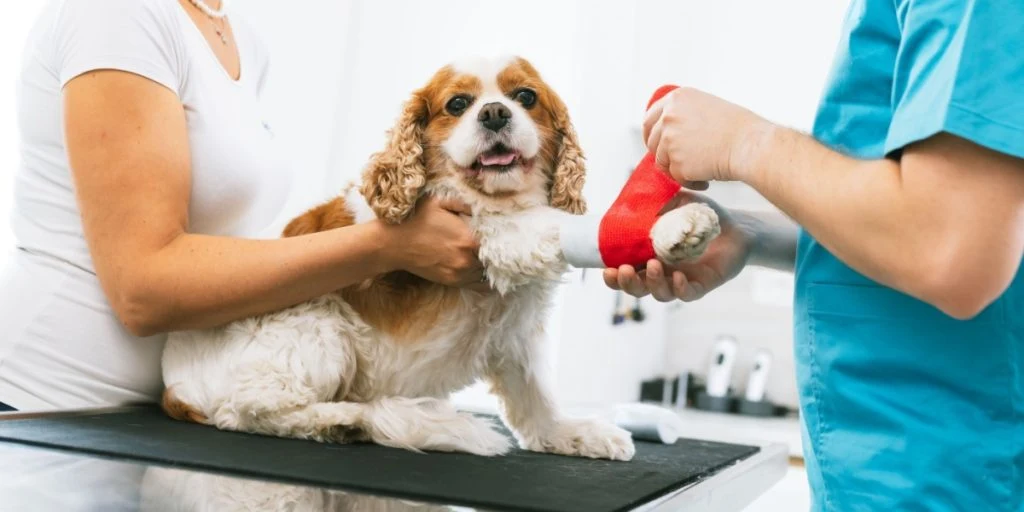Veterinarian wrapping a bandage around an injured dog's leg