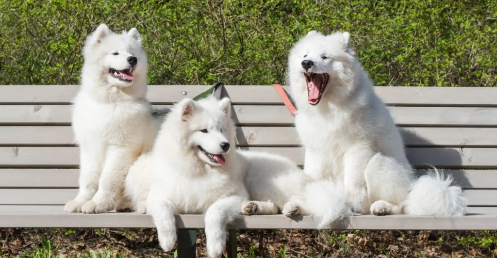 Forskare förvånade: Den här hundrasen kan faktiskt ‘sjunga’ med i musik