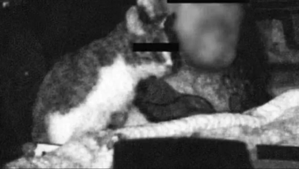Cat caught by speed camera on German autobahn adds extra fine for truck driver
