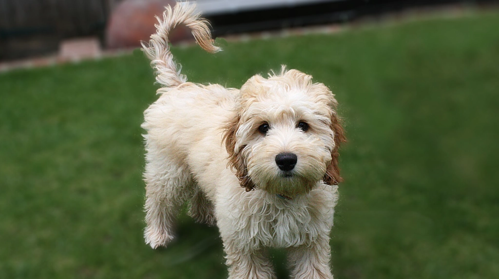 Dog, cockapoo
