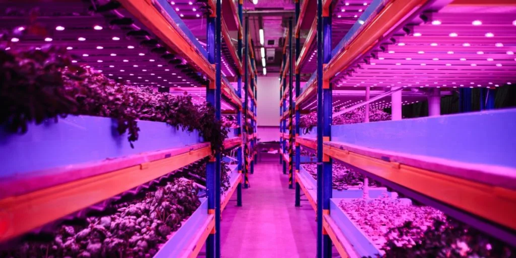 Indendørs landbrug producerer over 1.000 ton grønt om året: Reducerer vandforbrug med op mod 95%