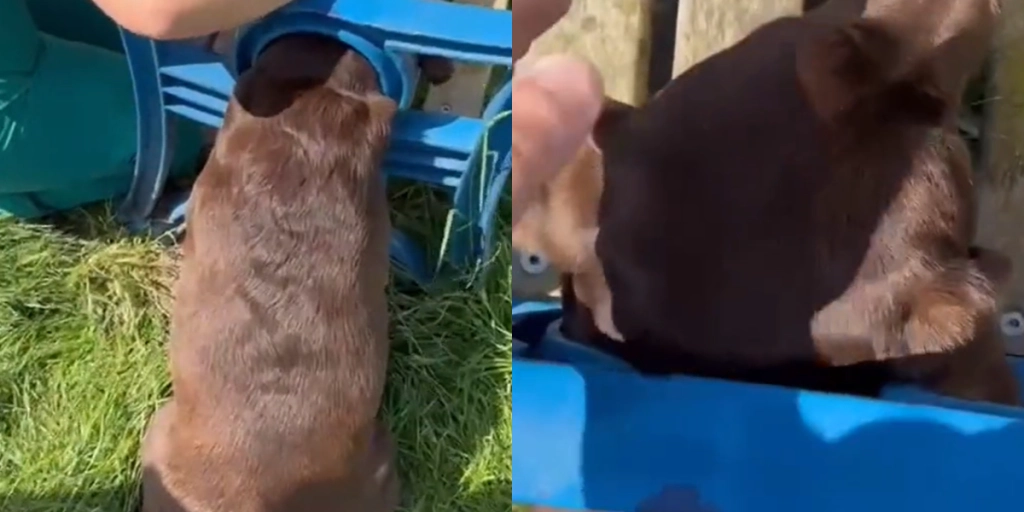 Hunds hoved sidder fast i en bænk i flere timer: Pludselig dukker løsningen op