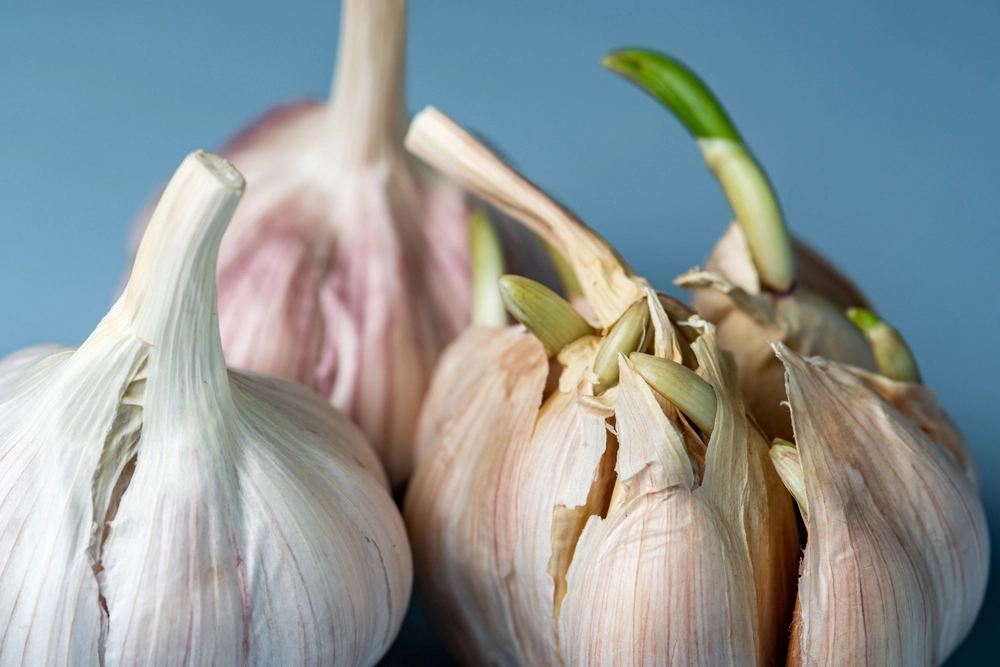 Ser du dette i hvitløken? Mange kaster den – helt unødvendig