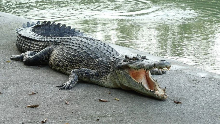 crocodiles crocodile