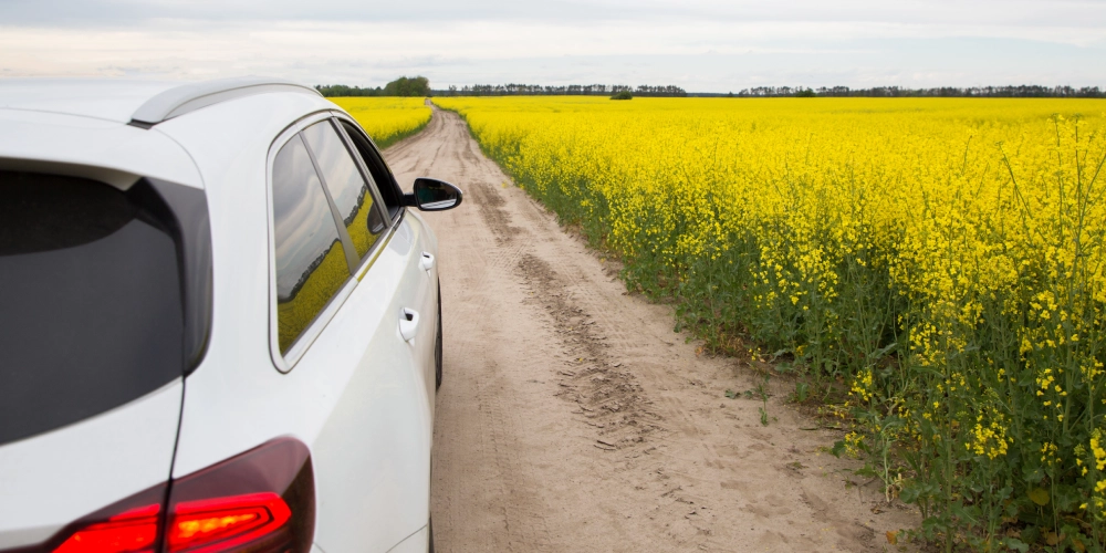 Bil, Rapsfält