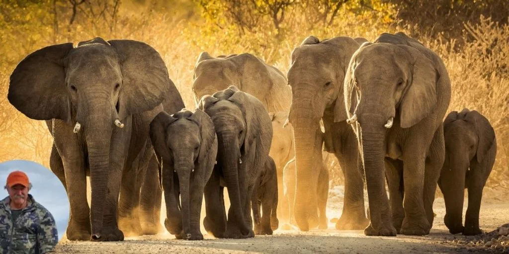 Herd of elephants + Ernie Dosio