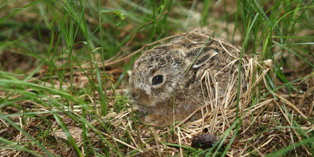 Dyrenes Beskyttelse melder ud: Ser du noget, så ring til os