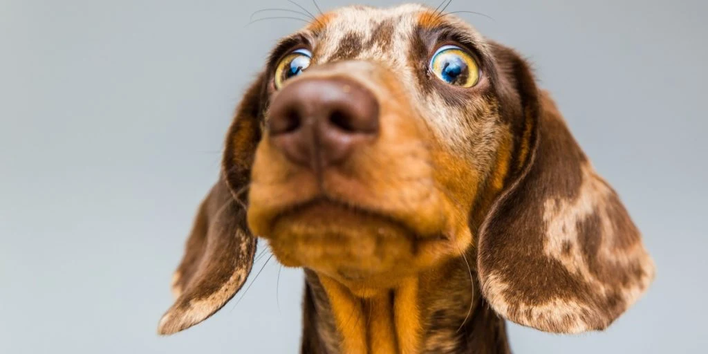 Dachshund shocked