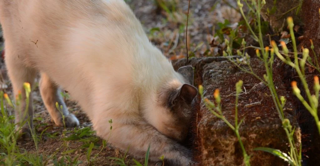 Det här i din trädgård lockar djur på natten – många märker det för sent