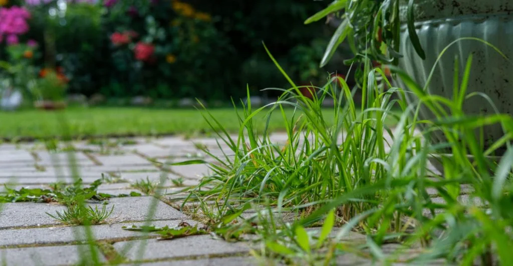 Så får du bort ogräset mellan plattorna på terrassen utan att slita ihjäl dig