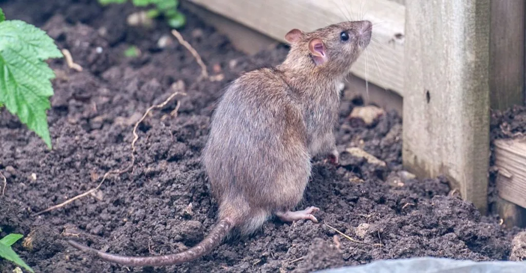 Rat garden, råtta, rotte