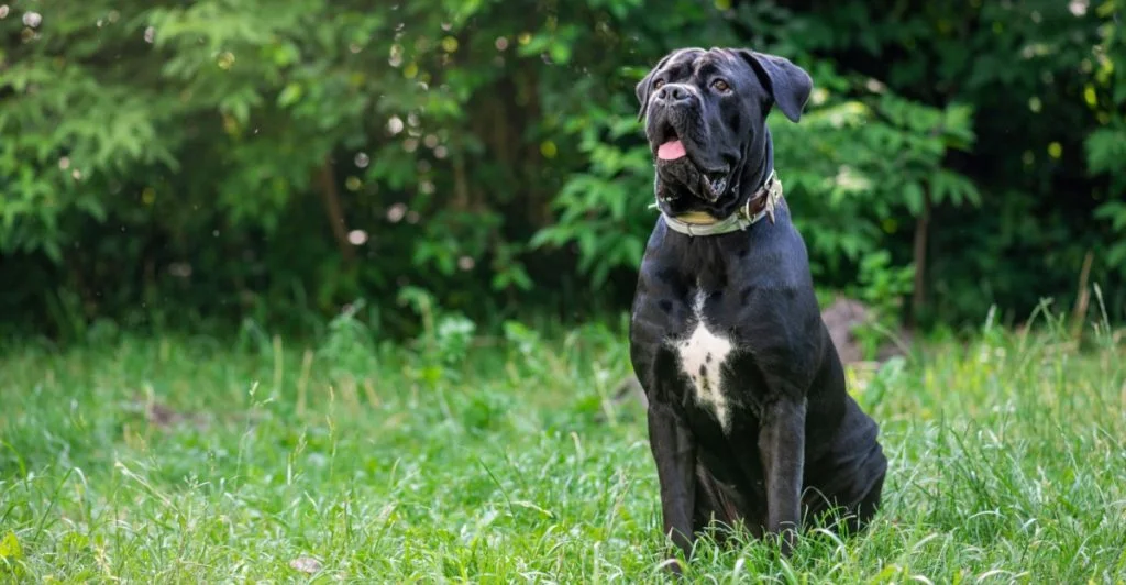 Dog, Cane Corso