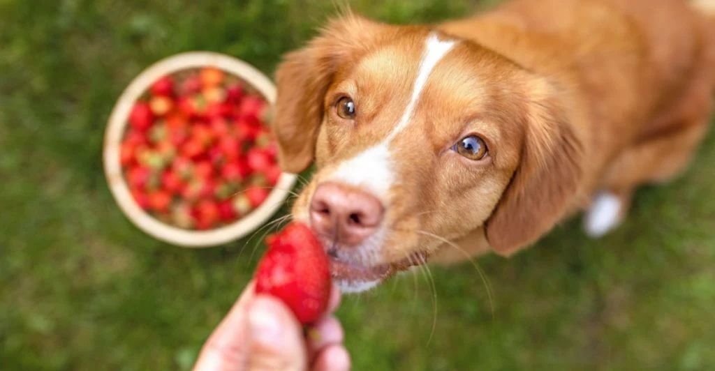 Dog eating fruit