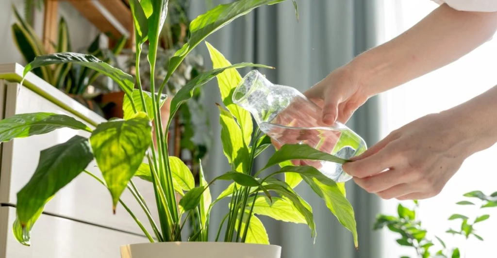 Vattna växter, watering plants