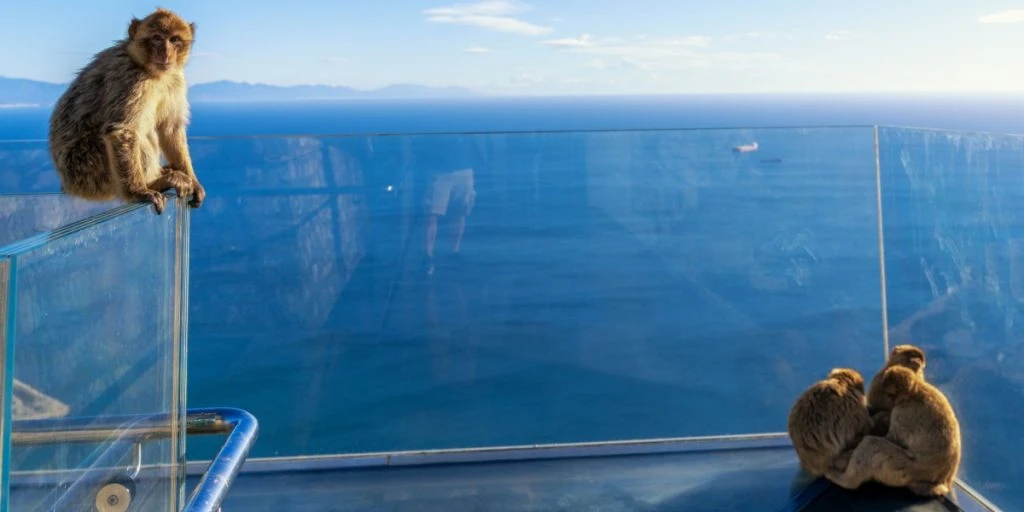 A close-up of Barbary Macaque monkeys on the glass Skywalk Gibraltar viewing platform in the Upper Rock Nature Reserve