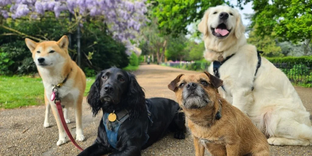 A pack of cute and happy dogs