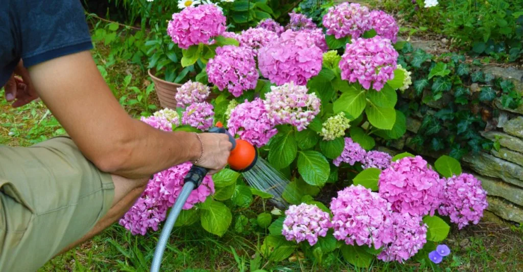 Hortensia, watering flowers