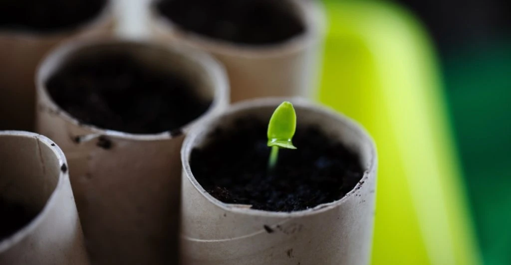 Släng inte toarullarna – kan göra underverk i trädgården i vår