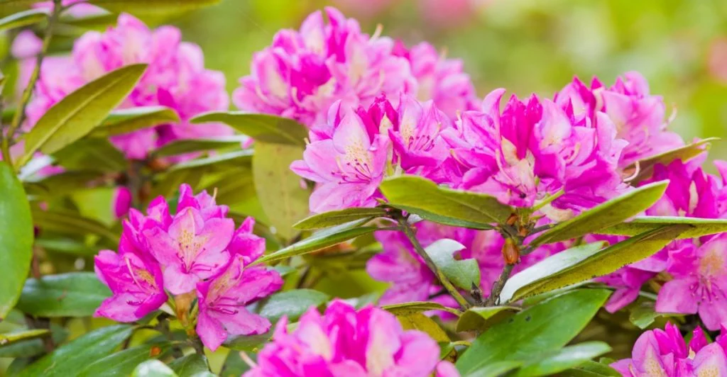 rhododendron