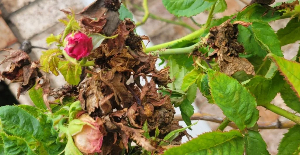 Därför blommar inte dina rosor – vanliga missen