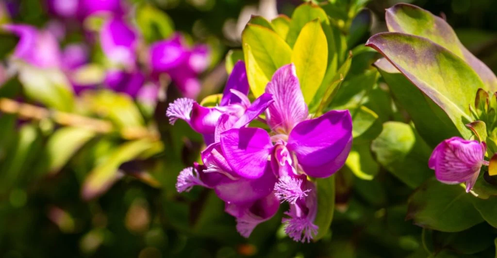 Polygala myrtifolia