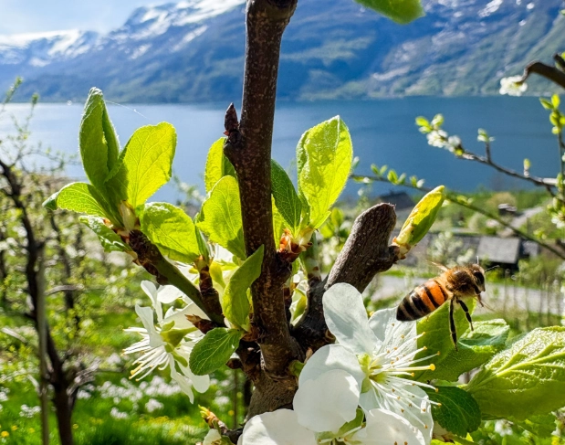 Gladnyhet fra meterologene: Nå blir det mye bedre