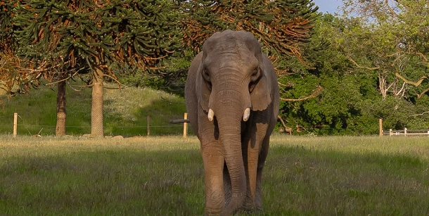 Knuthenborg Safaripark deler trist meddelelse: “Det er med stor sorg, at…”