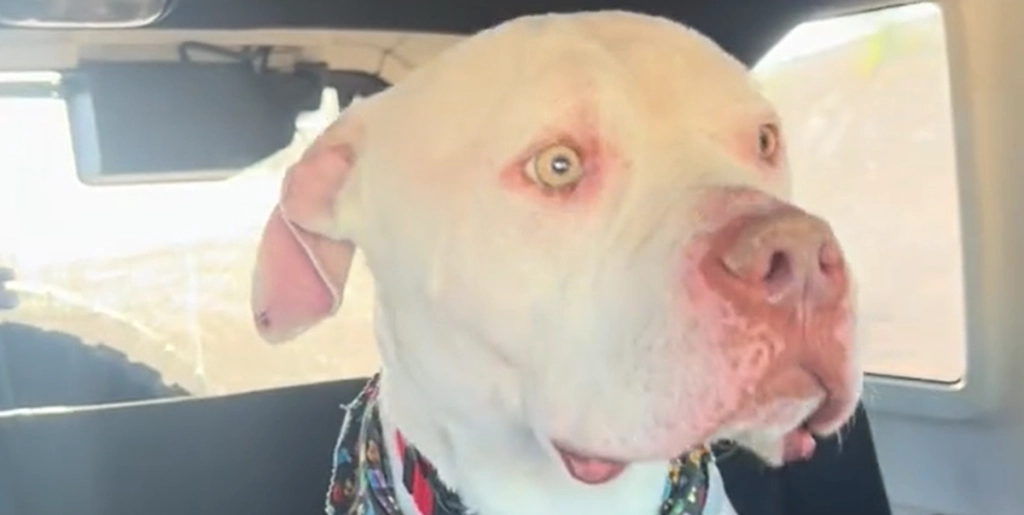 Mand adopterer hund fra internat – dagen efter redder hundens hans liv