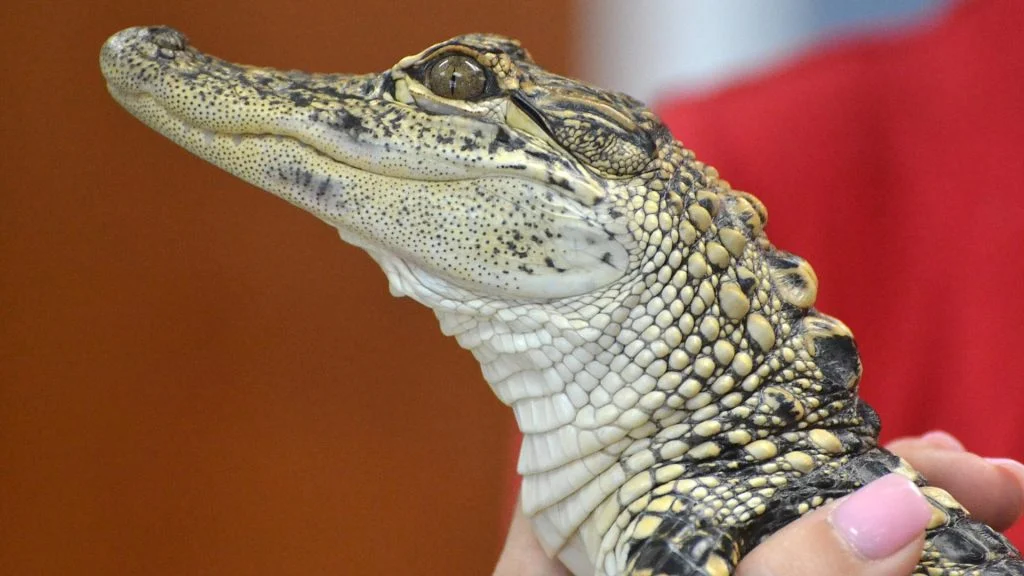 baby alligator