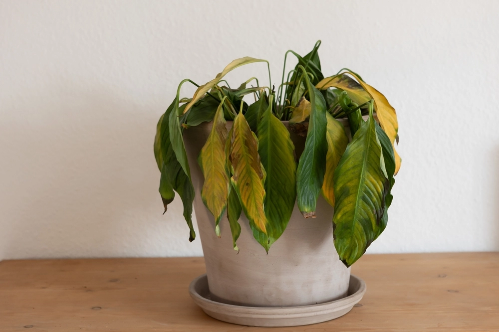 Sliter du med planter som visner? Dette kan være den skjulte årsaken