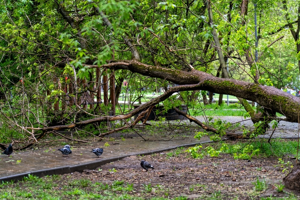 Forsikringsselskaberne melder ind efter påsken: Så voldsom var Dave