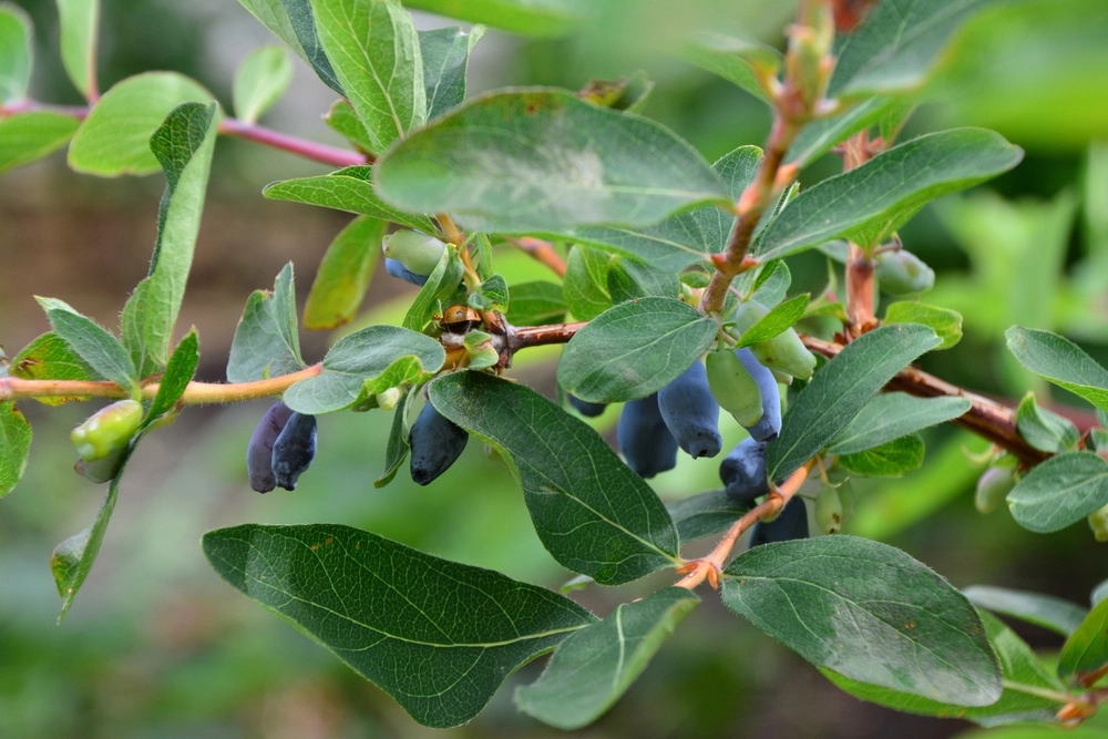 Ny bærbusk er ved at blive en favorit i danskernes haver: Kan give høst allerede i forsommeren