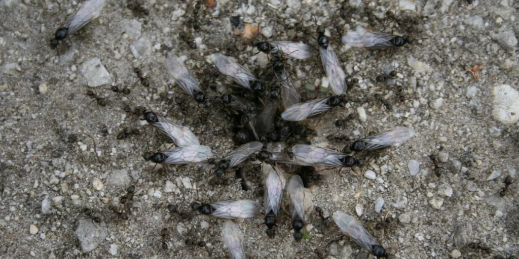 Flying ants, Flyvemyrer.
