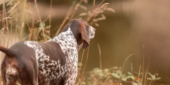 Sommerens skjulte fare for hunde: Her skal der passes godt på